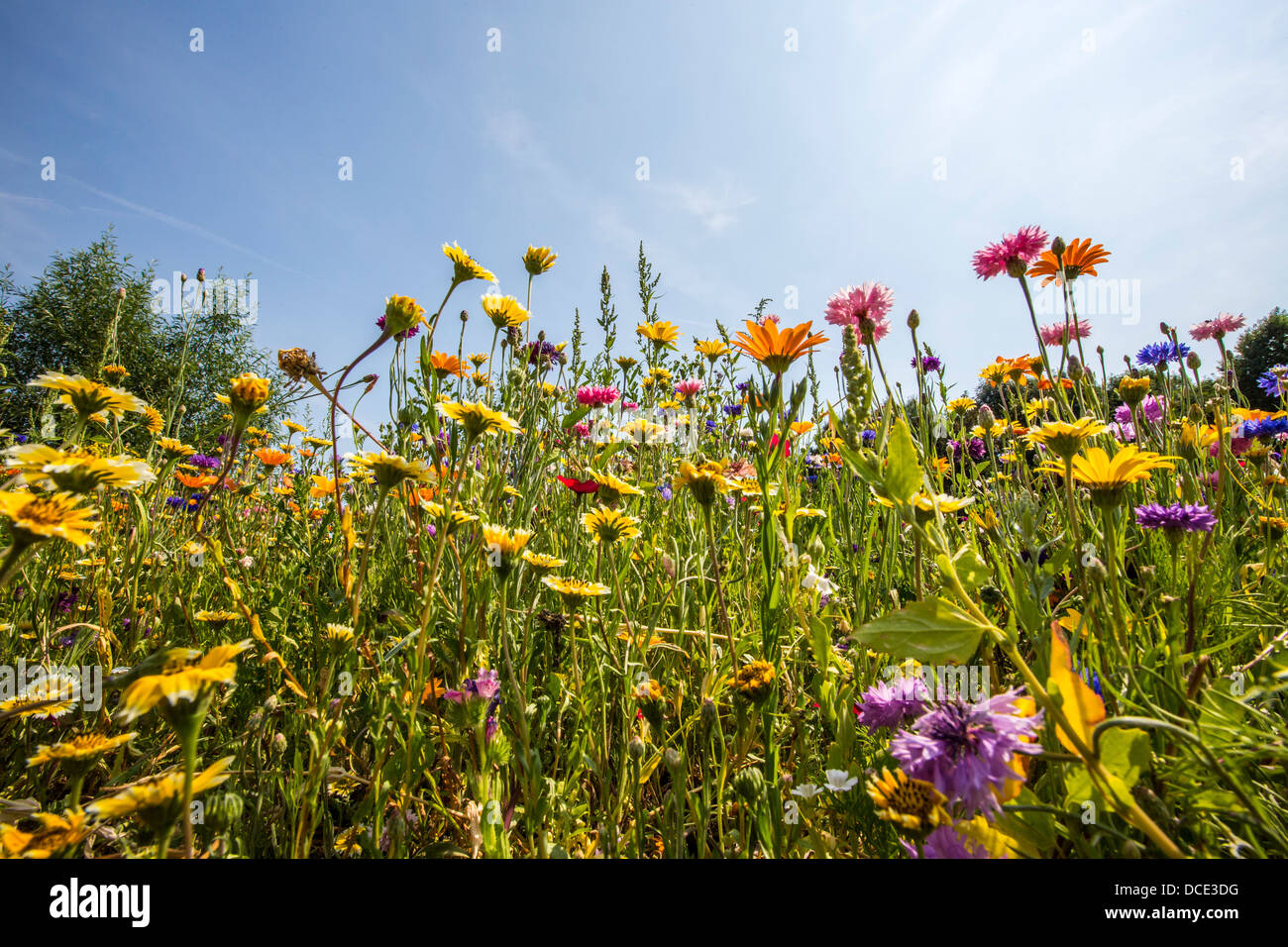 Wildflower meadow with many colorful flowers and plants Stock