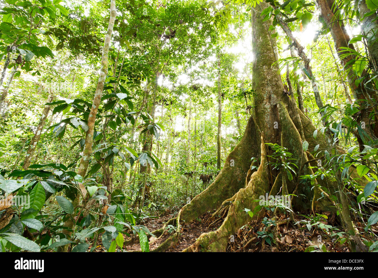 Large tree in primary tropical rainforest with buttress roots, Ecuador Stock Photo