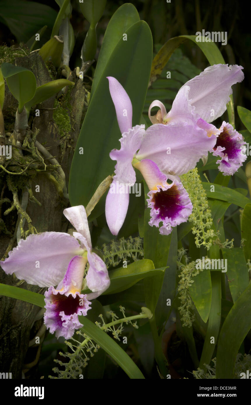 USA, Florida, Sarasota. Three pink and purple orchid flowers at Selby