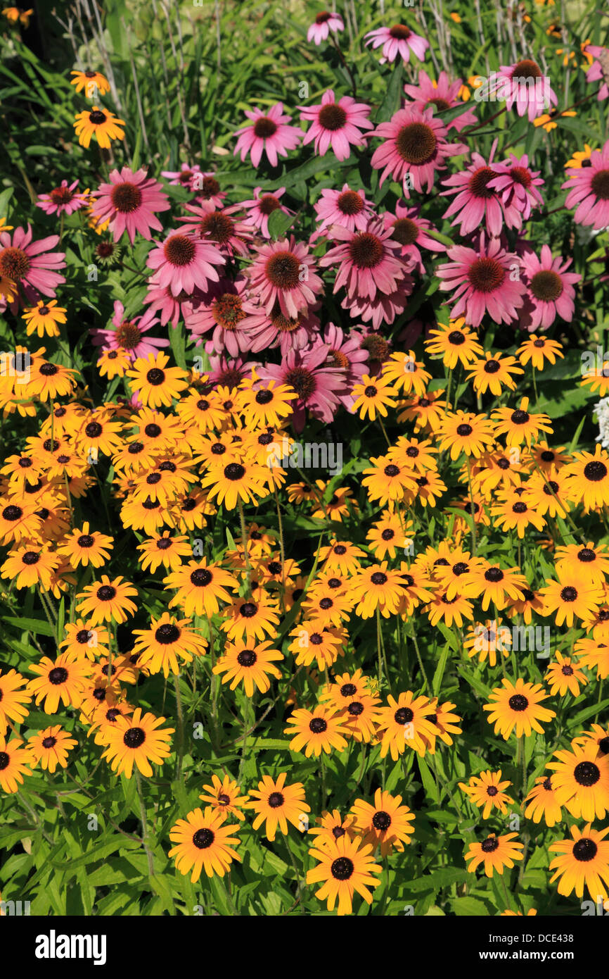 Canada, Quebec, Montreal, wildflowers Stock Photo Alamy