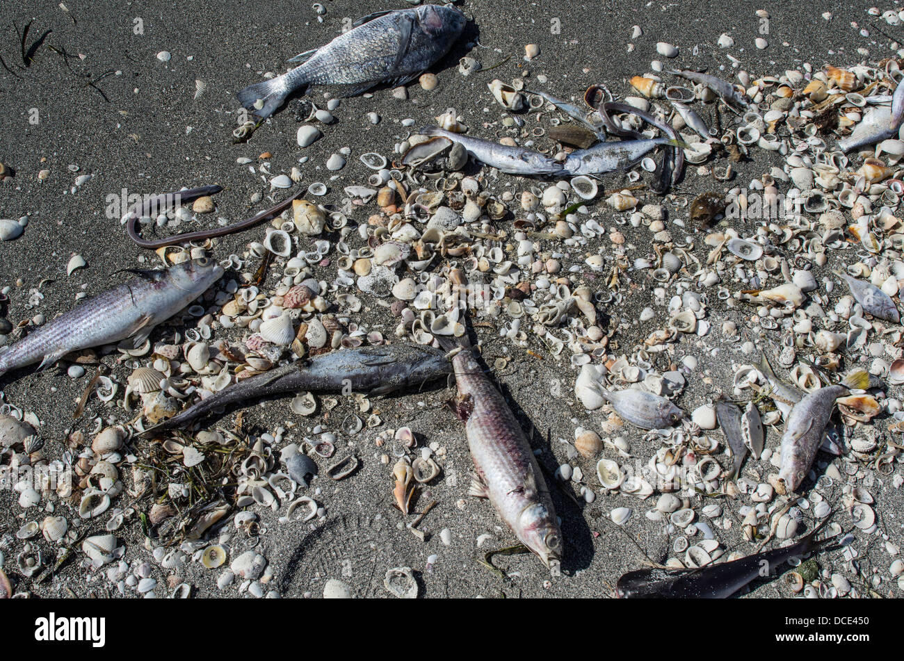 USA, Florida, Sarasota. Dead Fish eels and sea shells washed up on Turtle Beach. Killed by red tide. Stock Photo