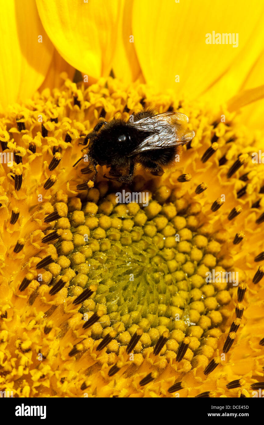A Honey Bee enjoys the plentiful supply of pollen on this sunflower. Stock Photo