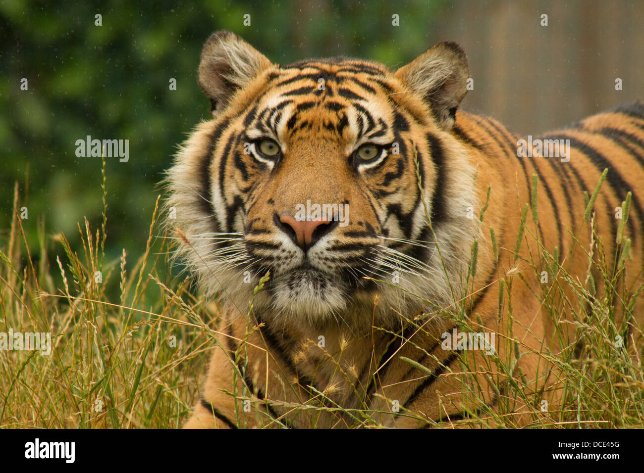 Sumatran Tiger lying in grass in the rain Stock Photo