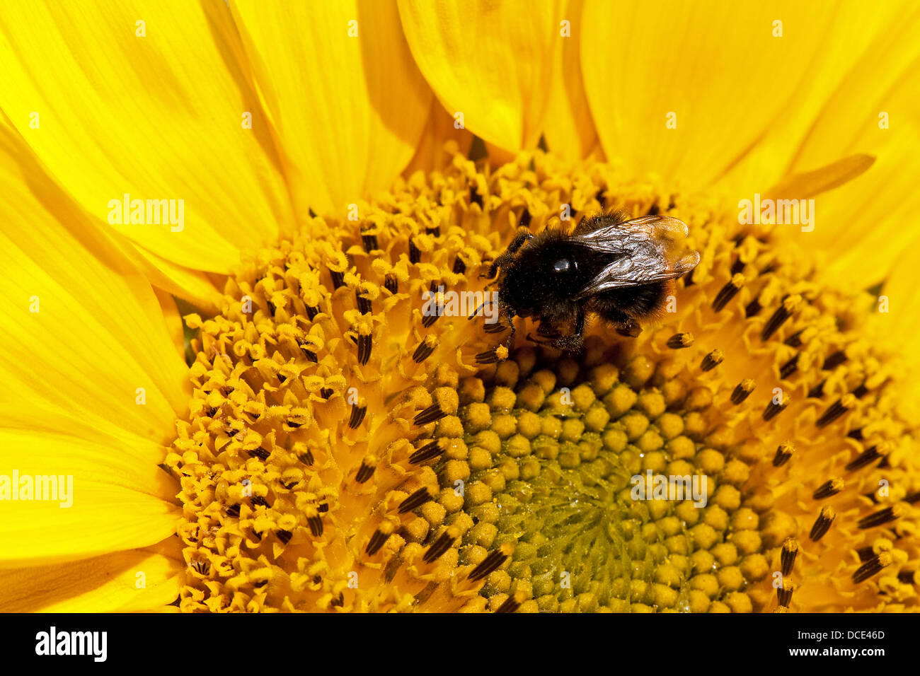 A Honey Bee enjoys the plentiful supply of pollen on this sunflower ...