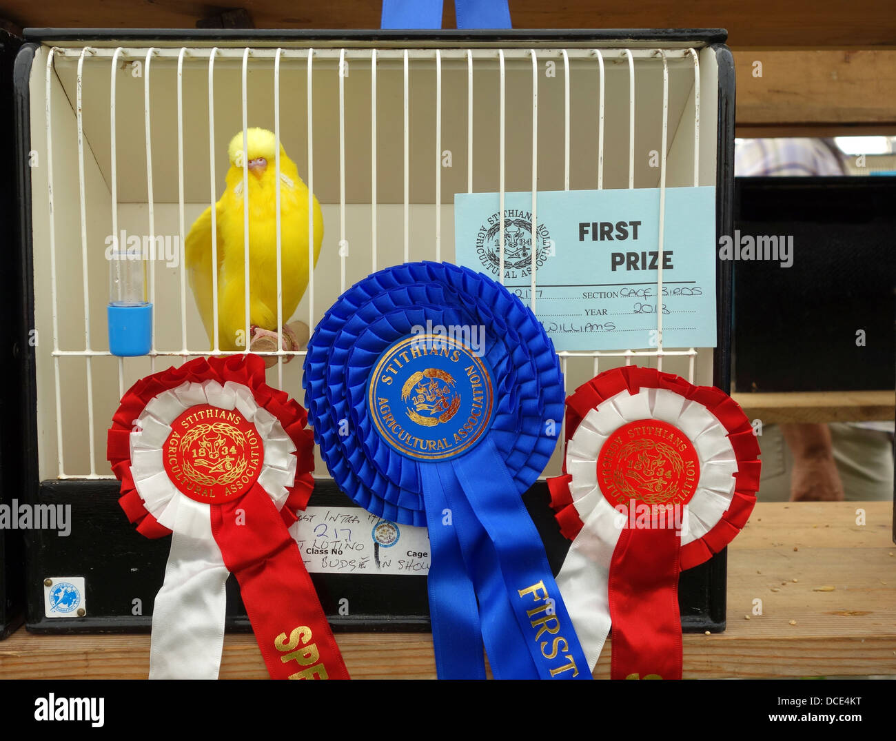A prize winning budgerigar Stock Photo