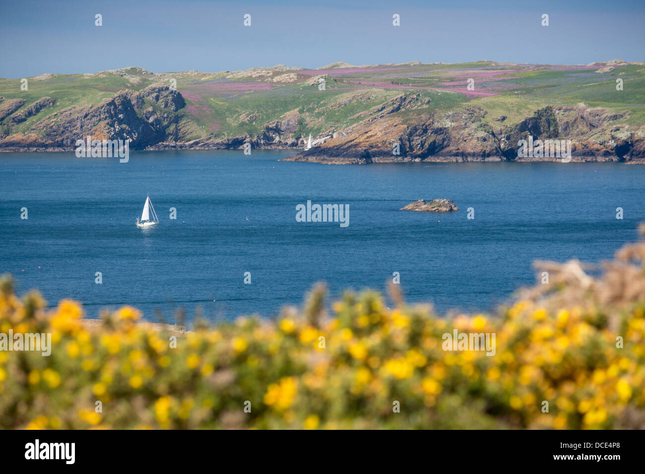 Boat sailing off Skomer Island from Deer Park Pembrokeshire West Wales UK Stock Photo