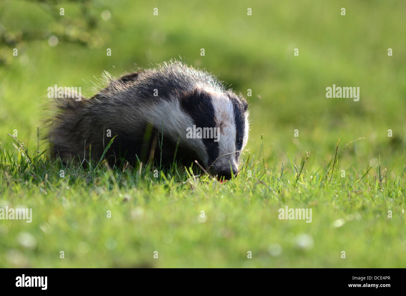 Eurasian badger meles meles in the english countryside landscape Stock Photo