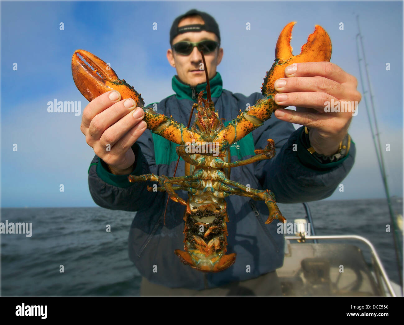 Man holding atlantic lobster; boston massachusetts usa Stock Photo Alamy