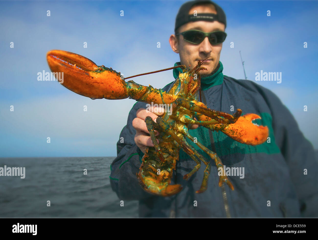 Man holding atlantic lobster; boston massachusetts usa Stock Photo Alamy