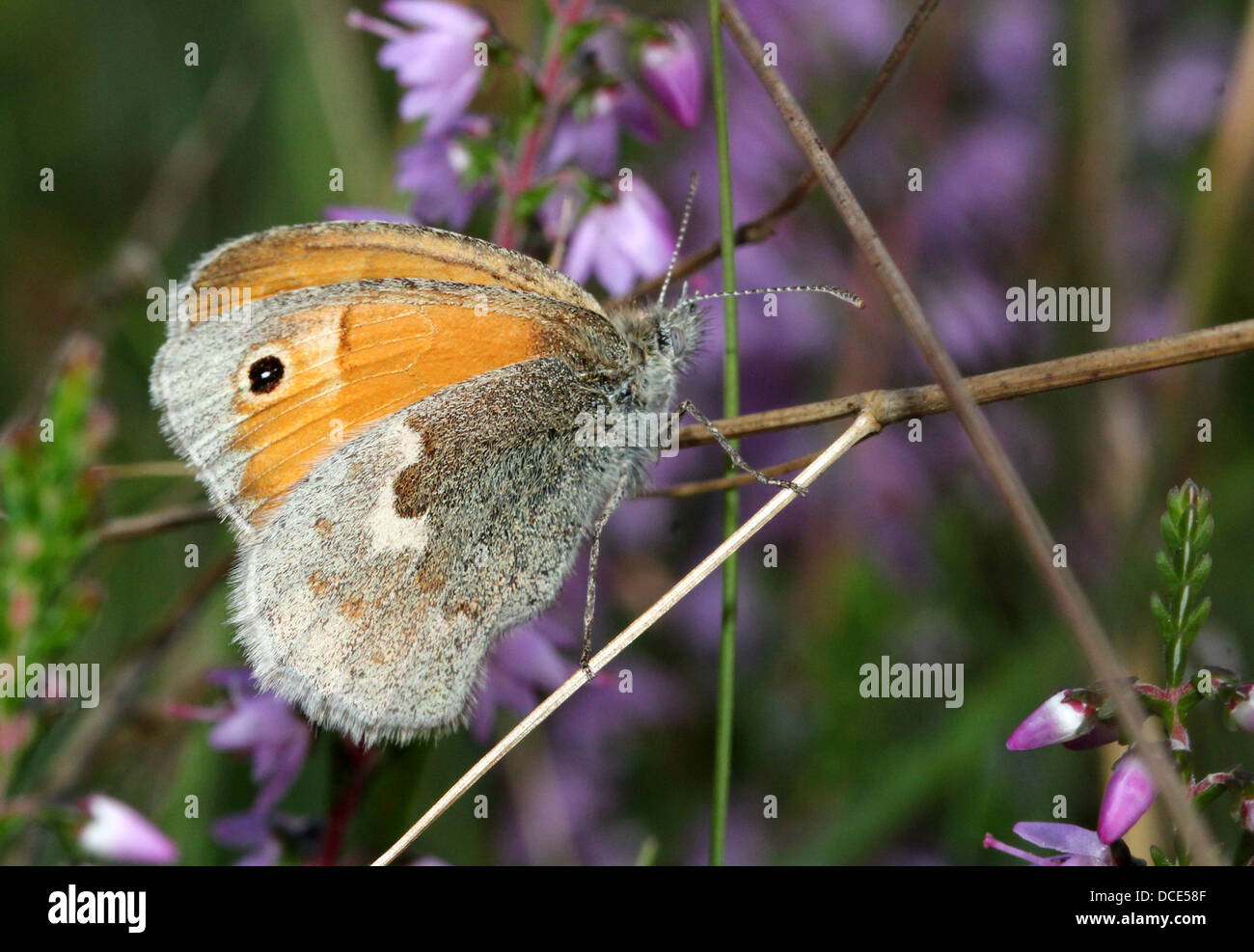 Series of over 35 detailed close-ups of the small heath butterfly (Coenonympha pamphilus) Stock Photo