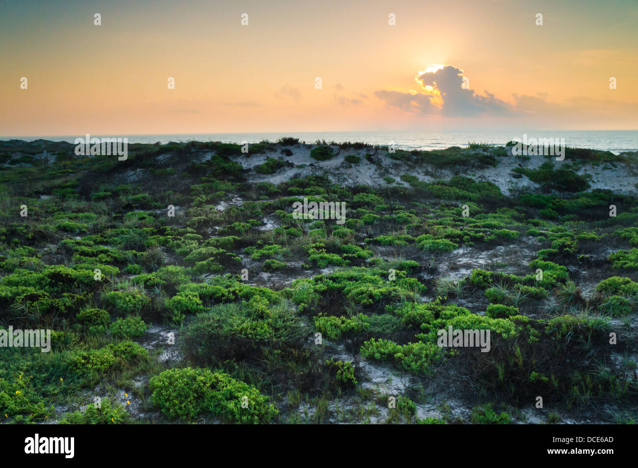 The morning sun started shining on the vegetation along Padre Island National Seashore. Stock Photo