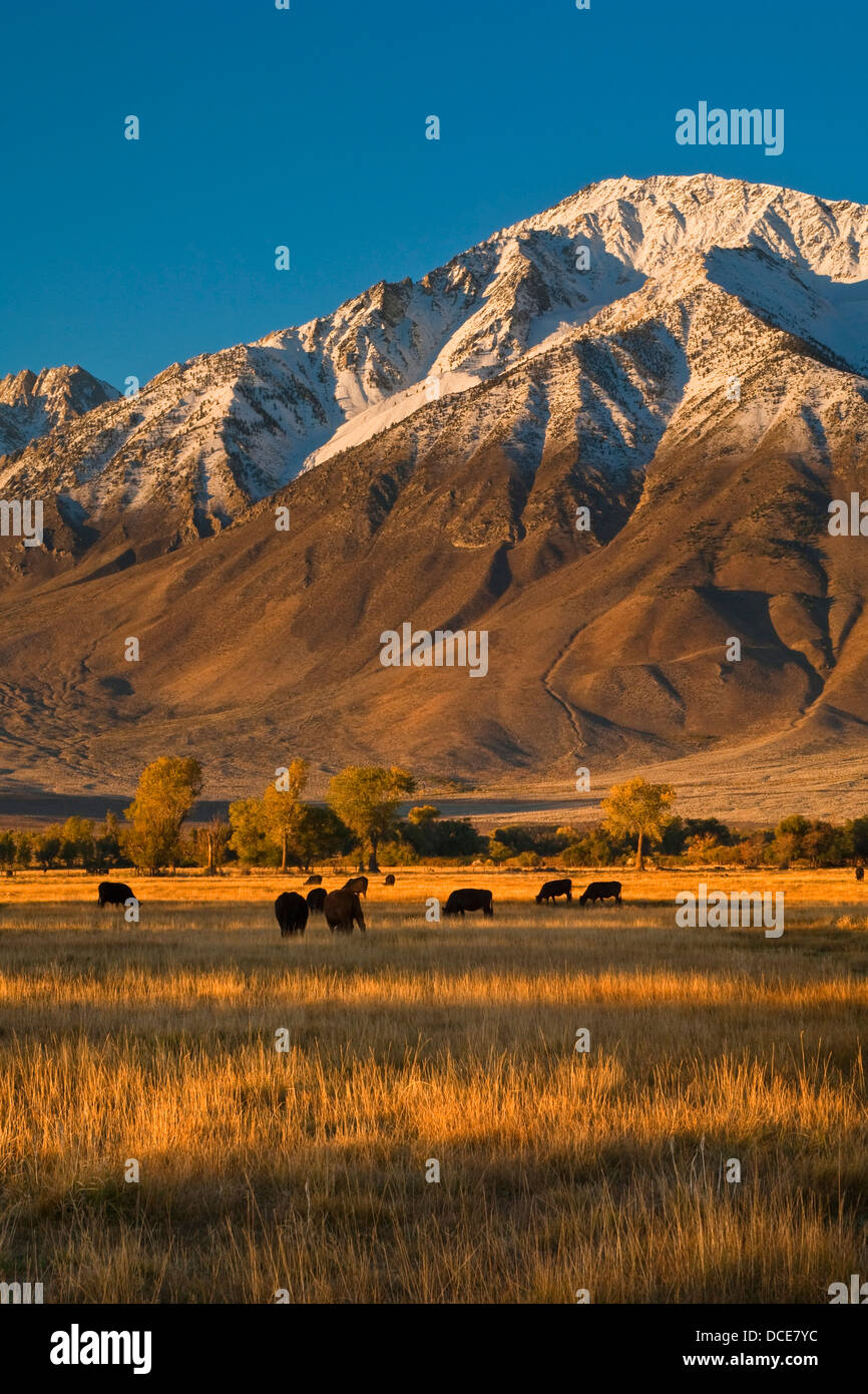 Cattle graze in field below Mount Tom in the Round Valley, Eastern Sierra, California Stock Photo