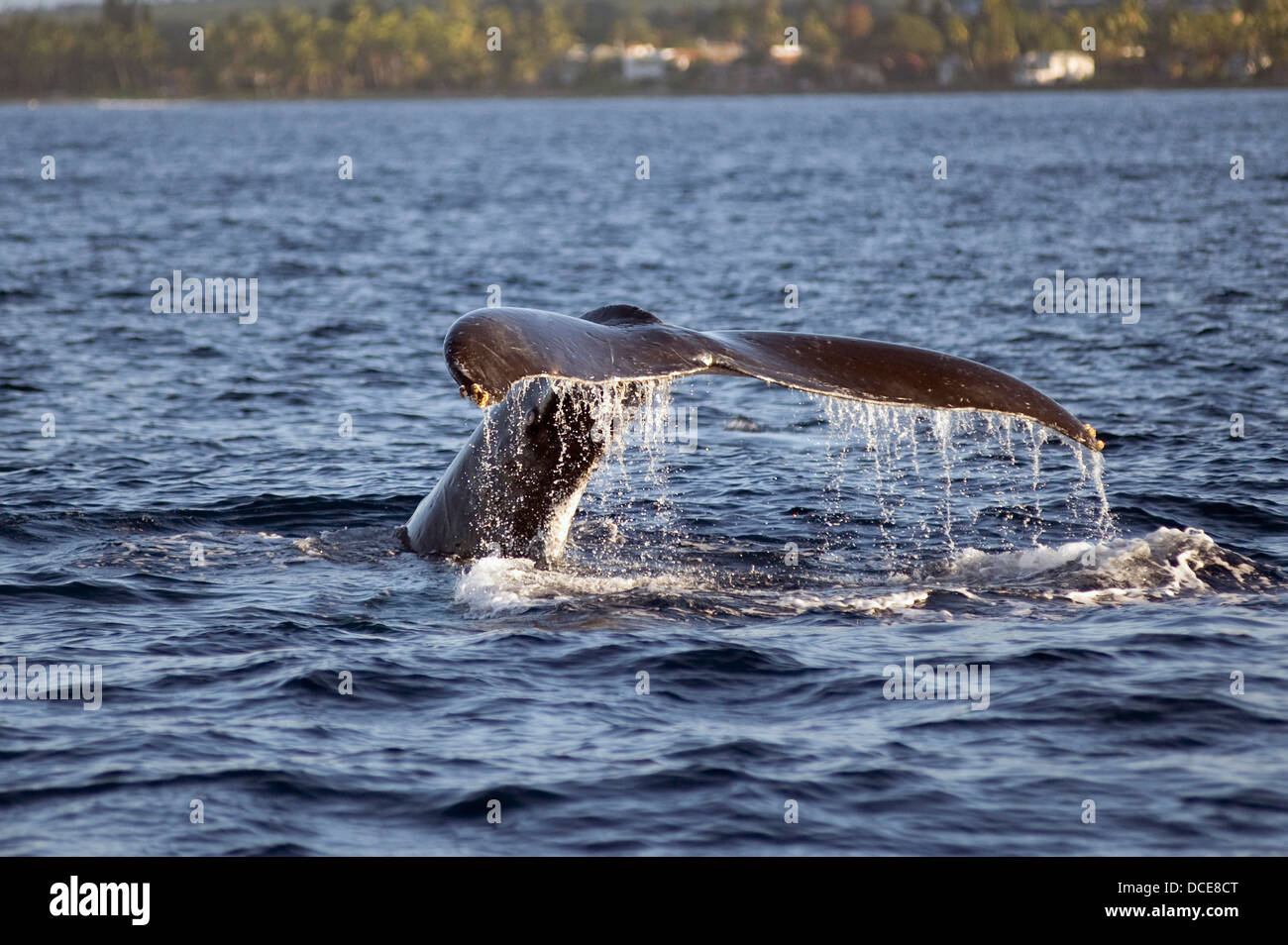 Whale splashing tail in water hi-res stock photography and images - Alamy