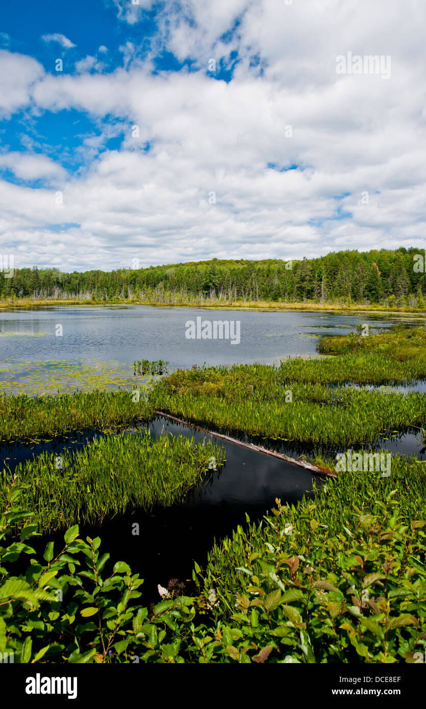 Floating rafts  of water plants dot the lake side of a Northern Ontario lake Stock Photo