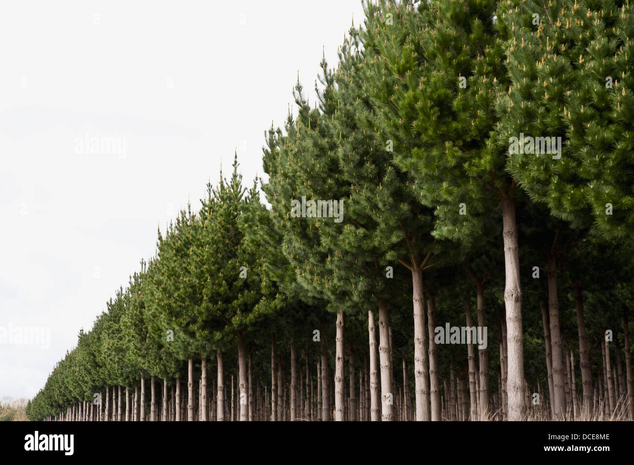 Pine Tree Plantation, Taupo, New Zealand Stock Photo - Alamy