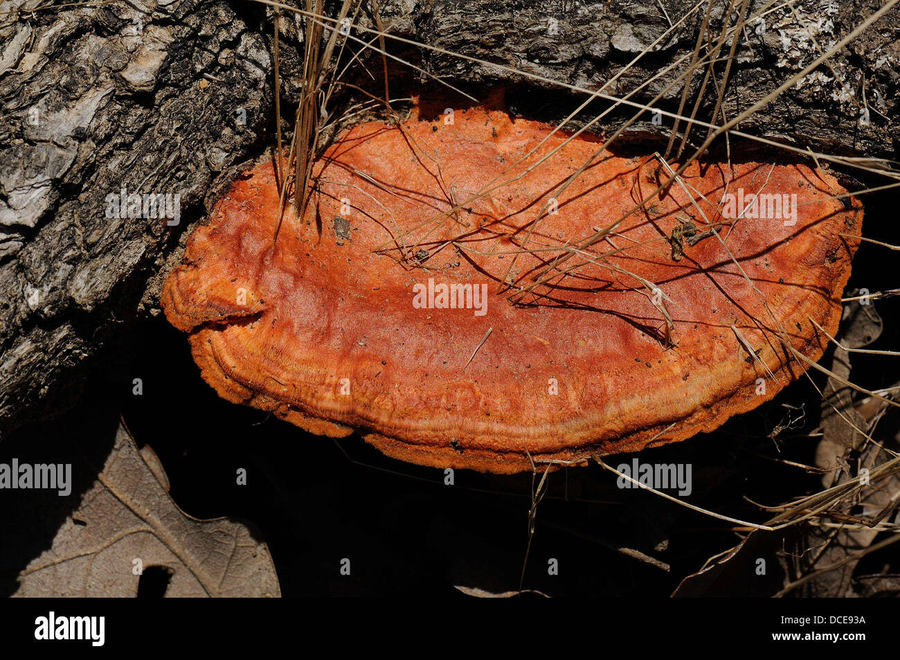 Tree fungus Stock Photo