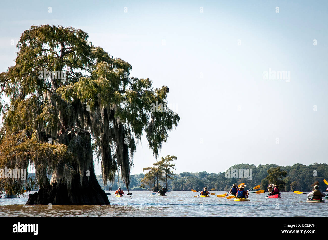 USA, Louisiana, Atchafalaya Basin, Lake Fausse Point State Park. Kayakers padding among bald cypress standing in water. Stock Photo
