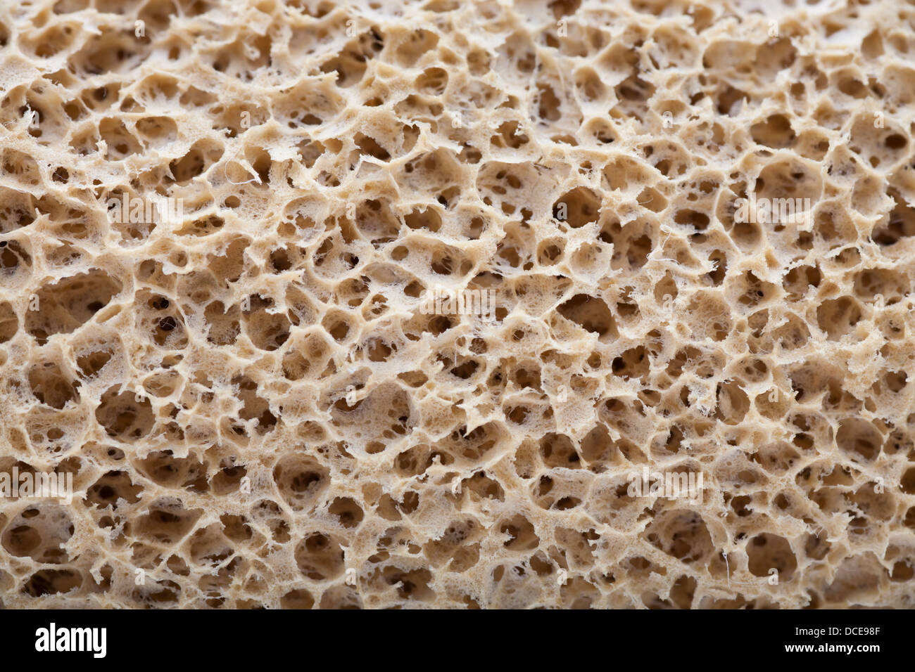 https://c8.alamy.com/comp/DCE98F/a-close-up-of-sponge-details-DCE98F.jpg