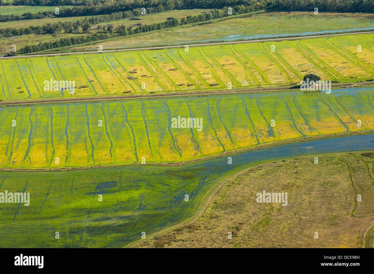 USA, Louisiana, Atchafalaya Basin area, St Martin Parish, working wetlands of rice and crawfish (small dots are traps). Stock Photo