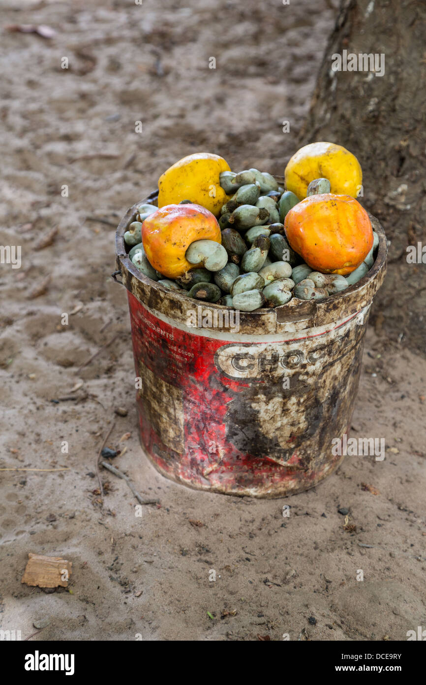 Cashew Nuts and Cashew Apples Collected after Falling from Trees, Senegal Stock Photo Alamy