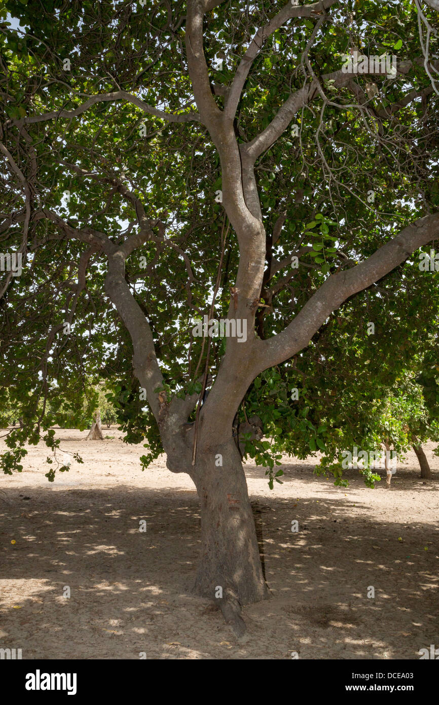 Cashew Nut Tree, near Sokone, Senegal. The field is well-tended, with no brush or low-lying branches under the trees. Stock Photo