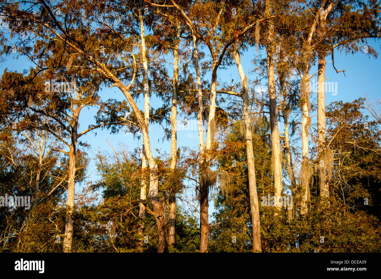 USA, Louisiana, Atchafalaya Basin, Pierce Lake at sunrise, bald cypress standing in water. Stock Photo