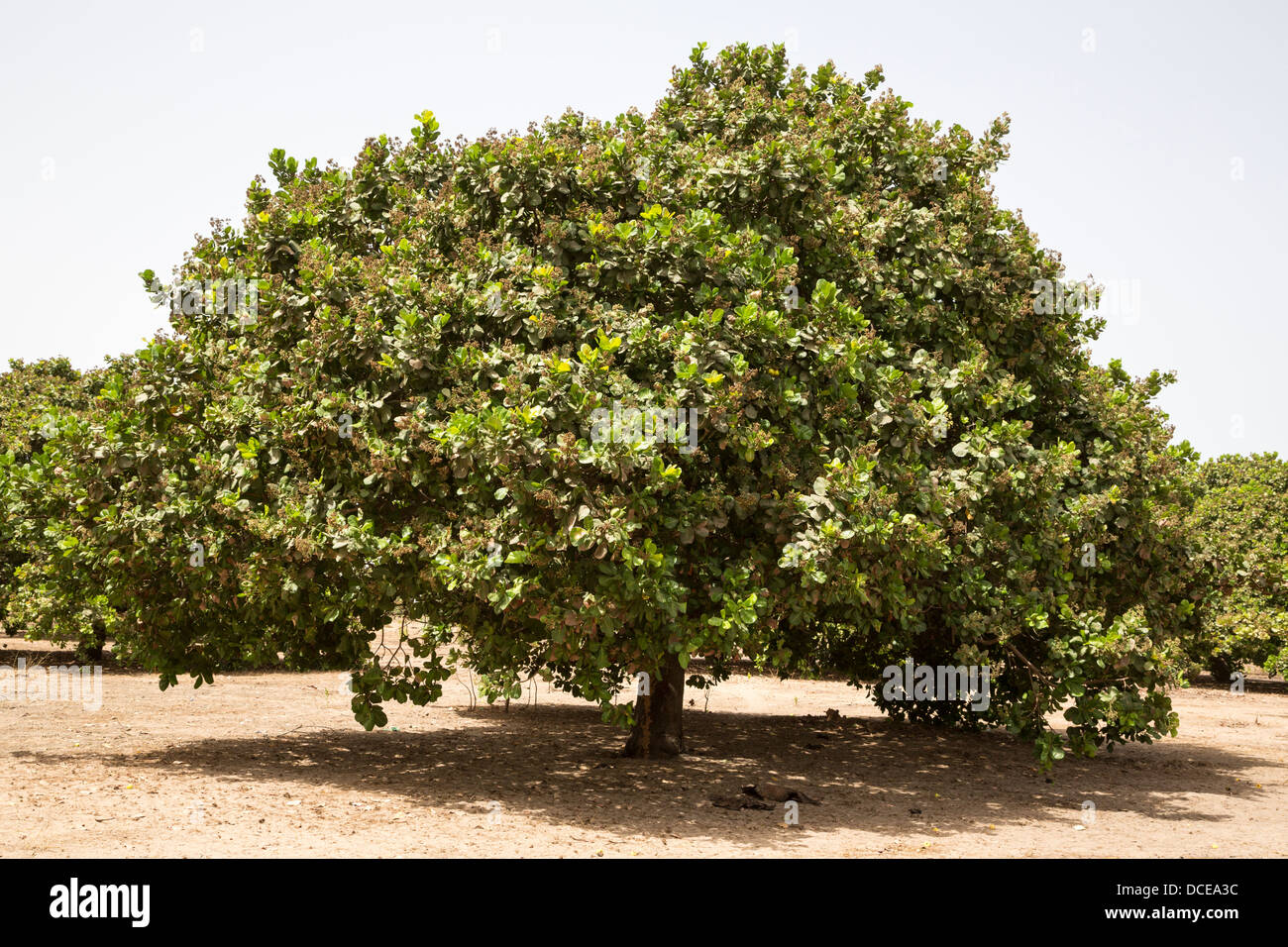 Cashew Nut Trees, near Sokone, Senegal. The field is well-tended, with no brush or low-lying branches under the trees. Stock Photo