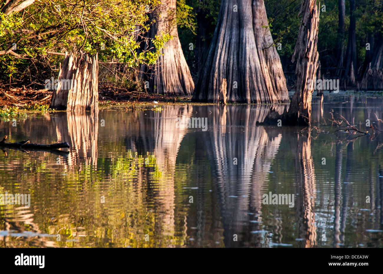 USA, Louisiana, Atchafalaya Basin, Pierce Lake at sunrise, bald cypress standing in water. Stock Photo