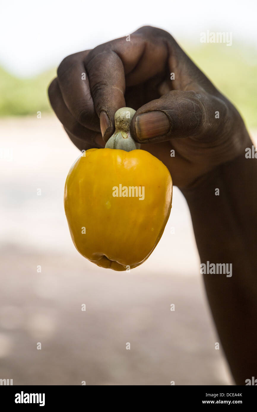 Farmer with Cashew Nut and cashew Apple, near Sokone, Senegal Stock Photo