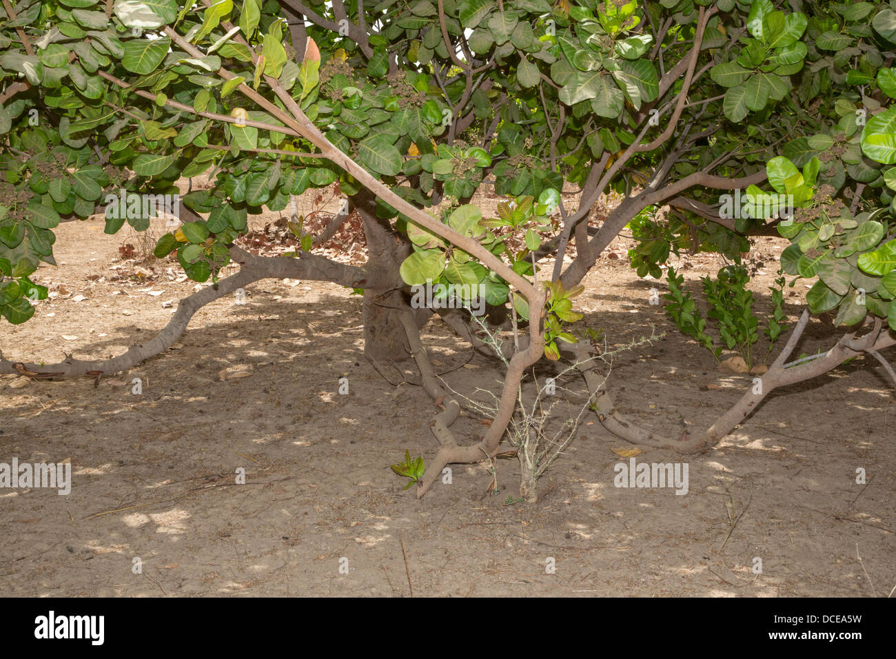 Example of a Less Well-tended Cashew Tree Farm, with less pruning of lower limbs, less clearing of under brush.  Senegal. Stock Photo
