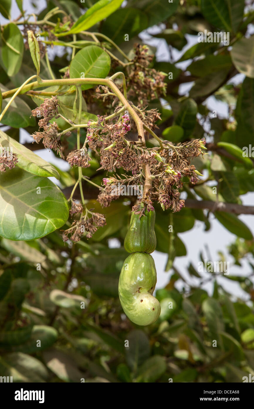 Cashew Nut Forming under Cashew Apple, near Sokone, Senegal Stock Photo