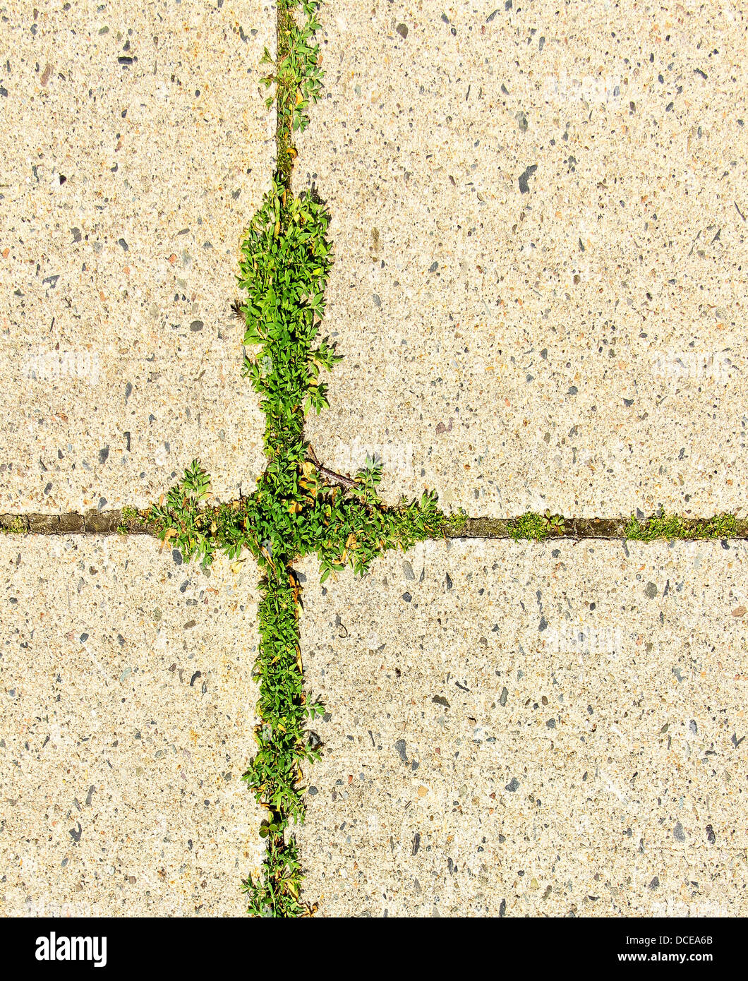Grass growing out of the walls hi-res stock photography and images - Alamy