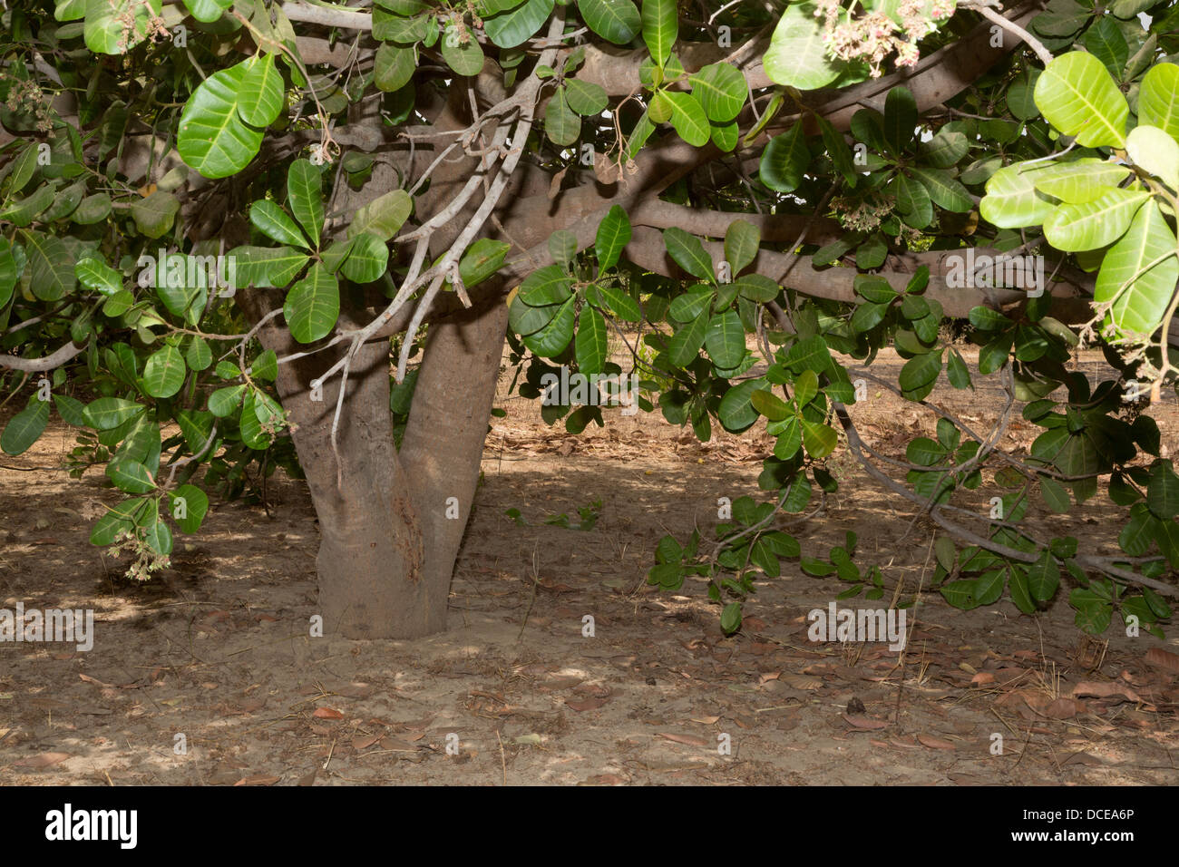 Example of a Less Well-tended Cashew Tree Farm, with less pruning of lower limbs, less clearing of under brush. Stock Photo