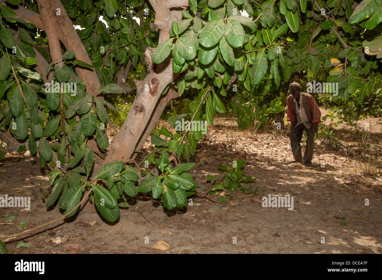 Example of a Less Well-tended Cashew Tree Farm, with less pruning of lower limbs, less clearing of underbrush. Stock Photo