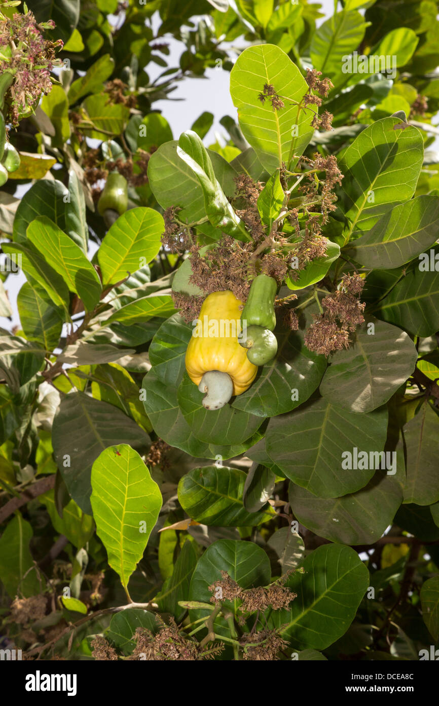 Yellow Cashew Apple in Tree with Cashew Nut, near Sokone, Senegal Stock Photo