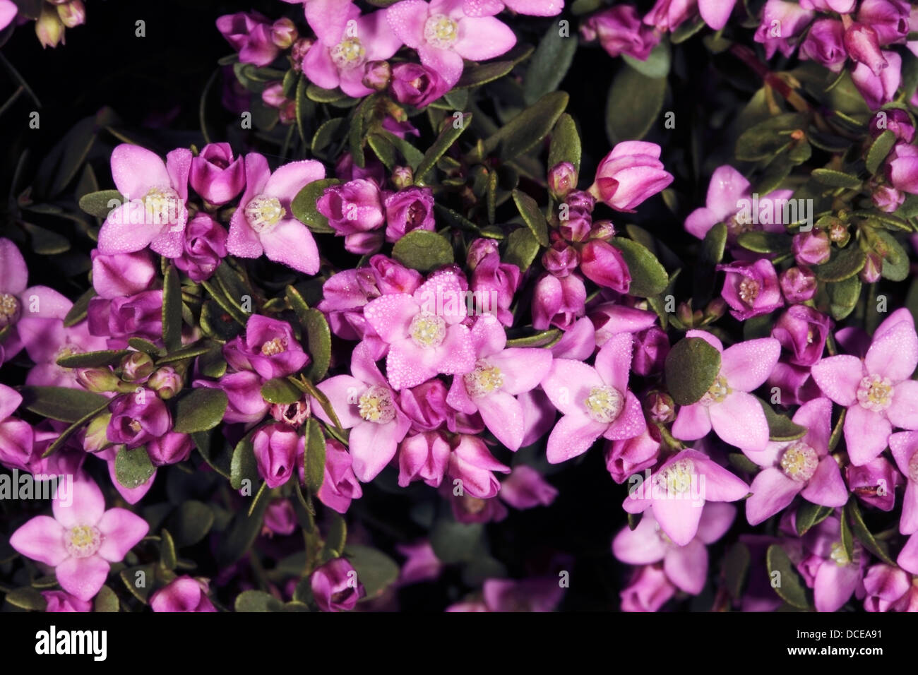 Western Australian native Aniseed Boronia flowers - Boronia crenulata- Family Rutaceae Stock Photo