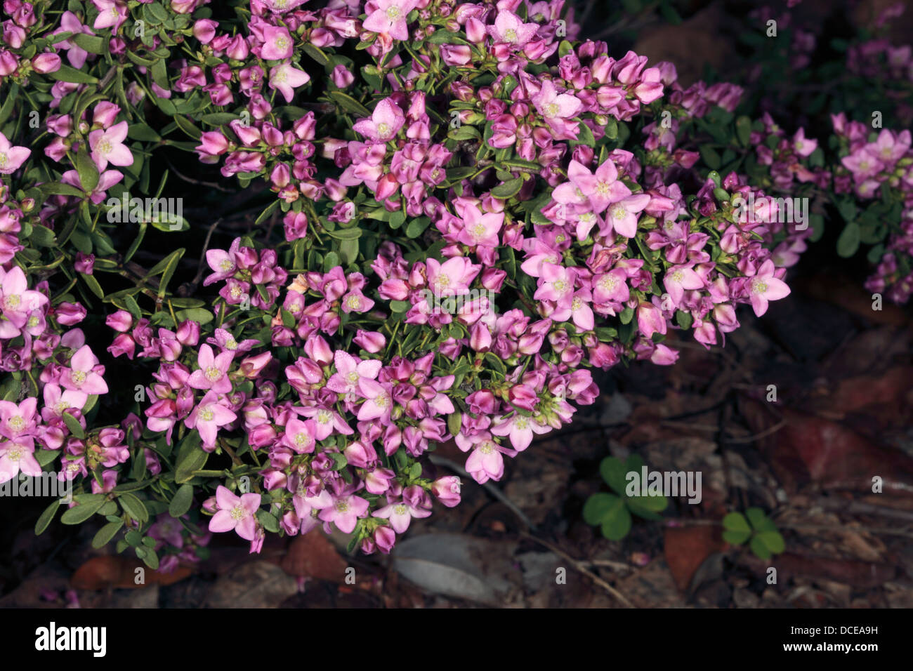 Western Australian native Aniseed Boronia flowers - Boronia crenulata- Family Rutaceae Stock Photo