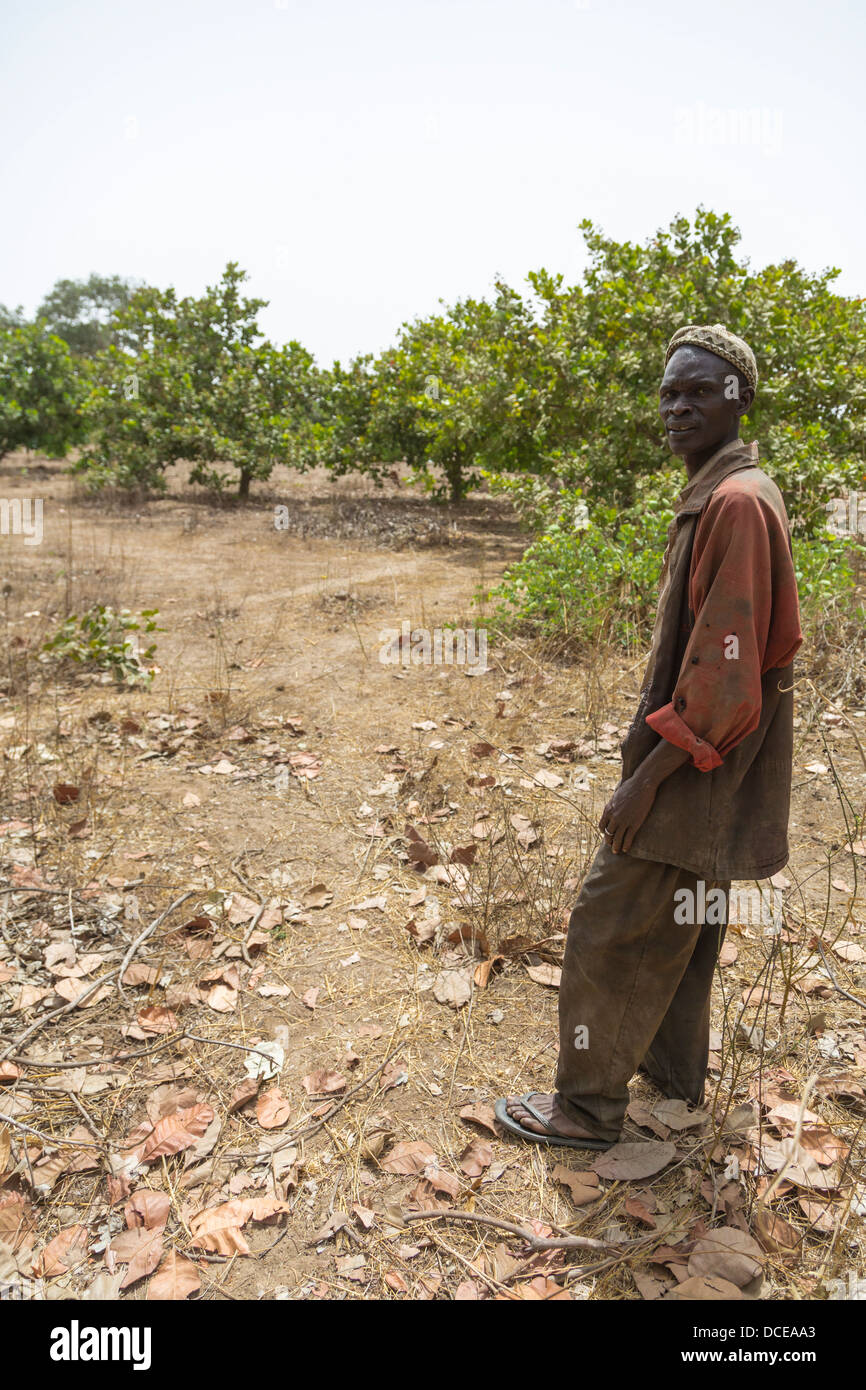 Cashew Nut Farmer in his Field--less well-tended.  Sokone, Senegal. Stock Photo