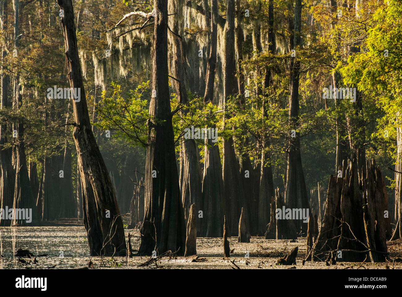 Atchafalaya Basin Expedition Stock Photos &amp; Atchafalaya ...