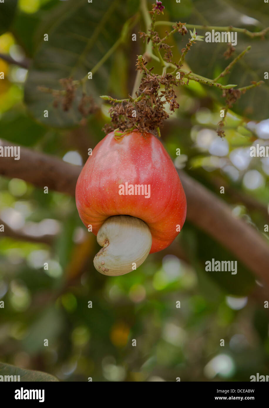 Red Cashew Apple in Tree with Nut, near Sokone, Senegal Stock Photo