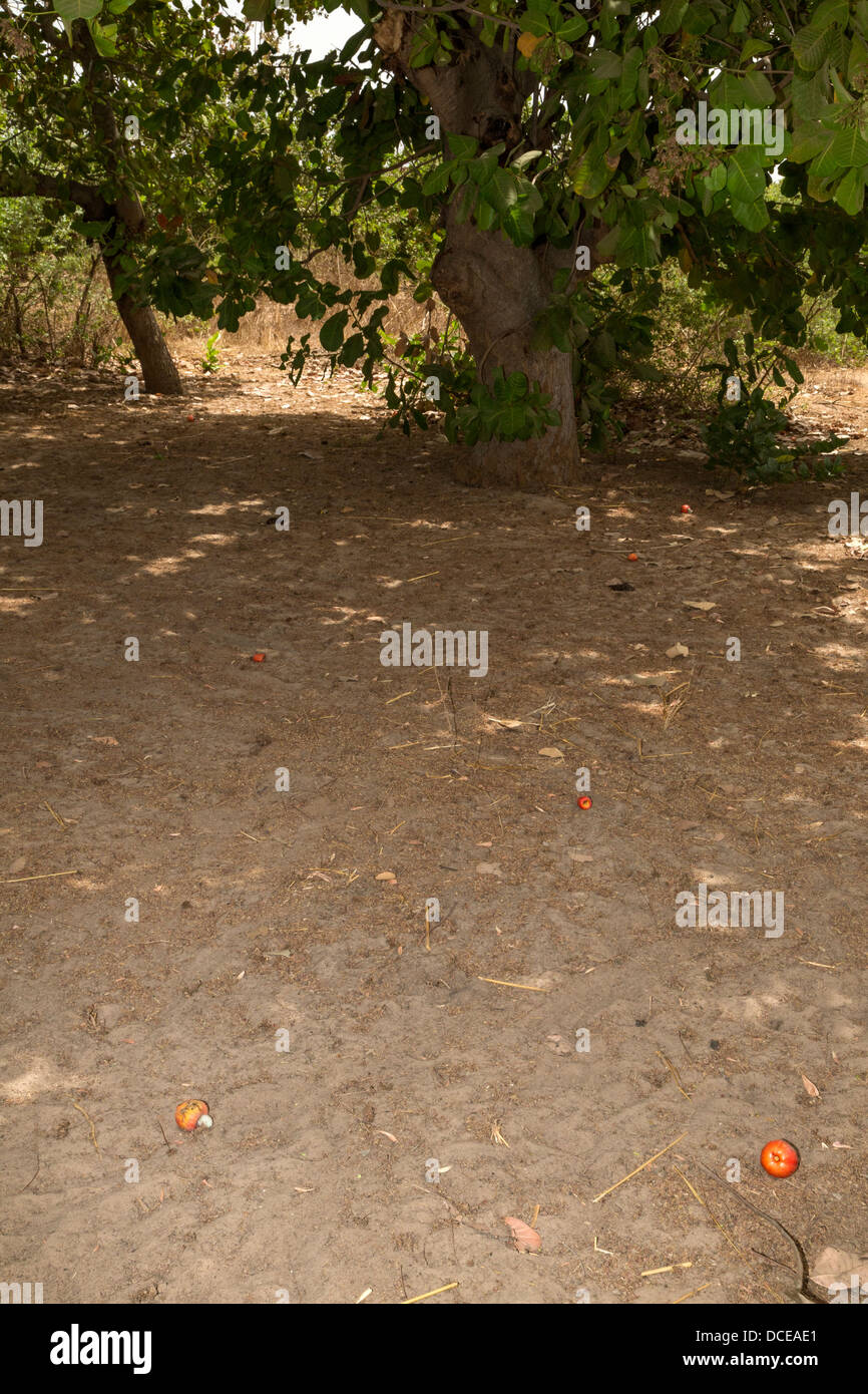 Cashew Apples and Nuts Lying on Ground.  Fruits should not be picked from tree but collected after they have fallen to ground. Stock Photo
