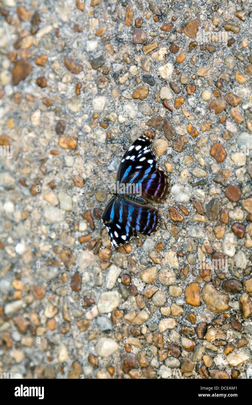 Mexican Bluewing (Myscelia ethusa) butterfly Stock Photo - Alamy