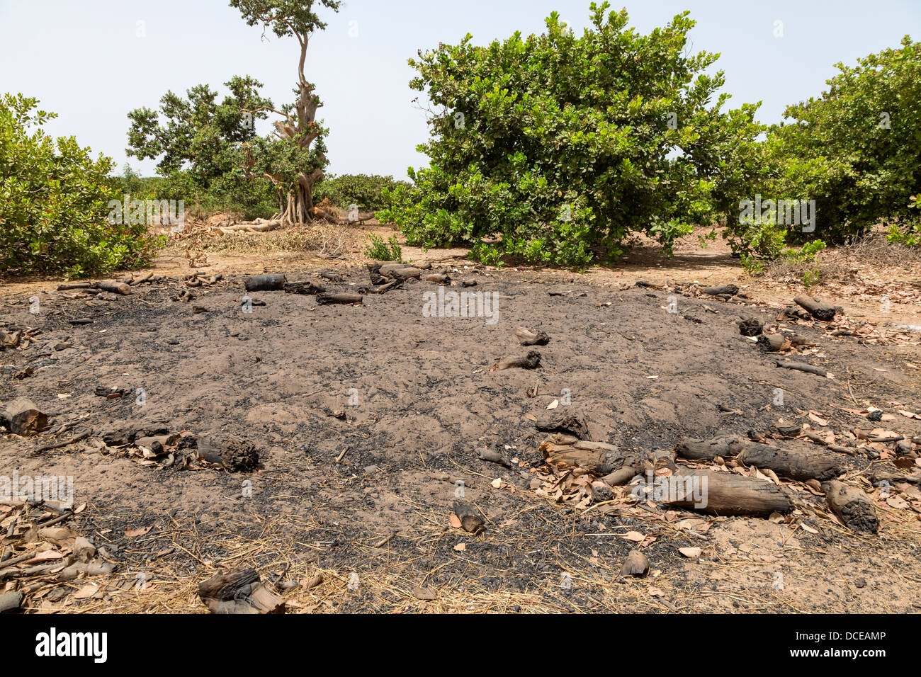 Cashew Tree Farm.  Foreground shows site of a tree recently cut down and converted to charcoal. Stock Photo