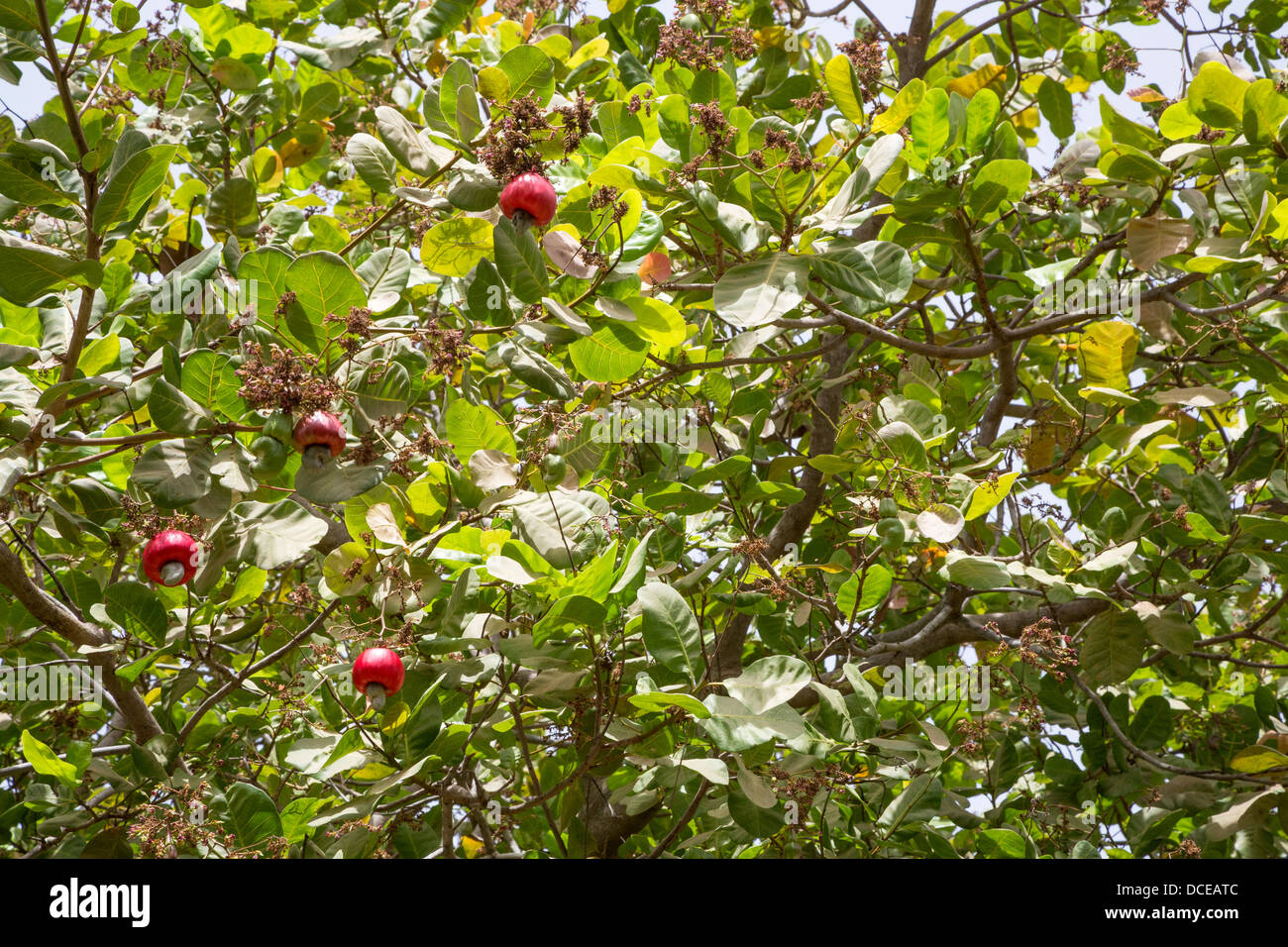 Red Cashew Apples in Tree with Nuts, near Sokone, Senegal Stock Photo