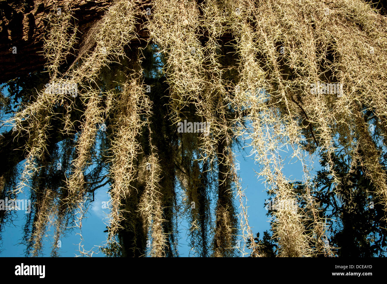 USA, Louisiana, Atchafalaya Basin, Jefferson Island, Rip Van Winkle Gardens, Spanish moss in live oak tree. Stock Photo