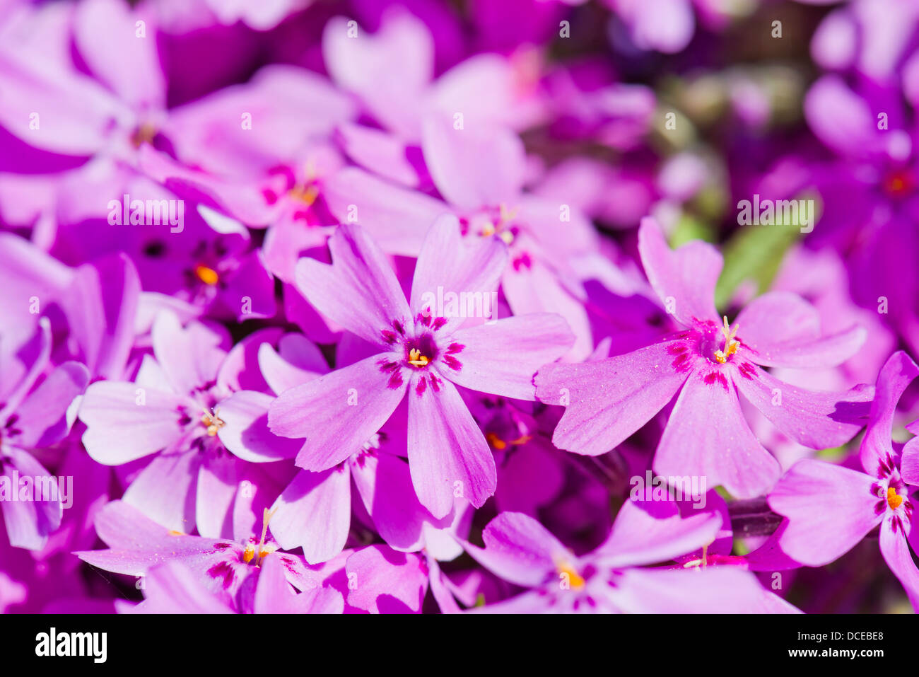 Phlox subulata. Beautiful pink flowers Stock Photo - Alamy
