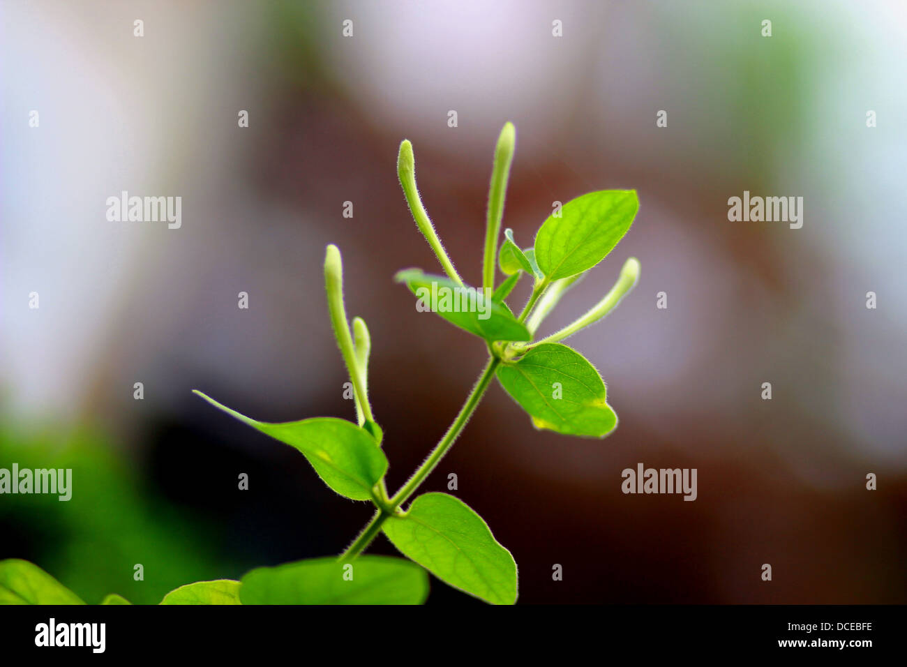 Green in Spring, it fill our heart with full hopes! Look out of your window, It's there and everywhere! Stock Photo
