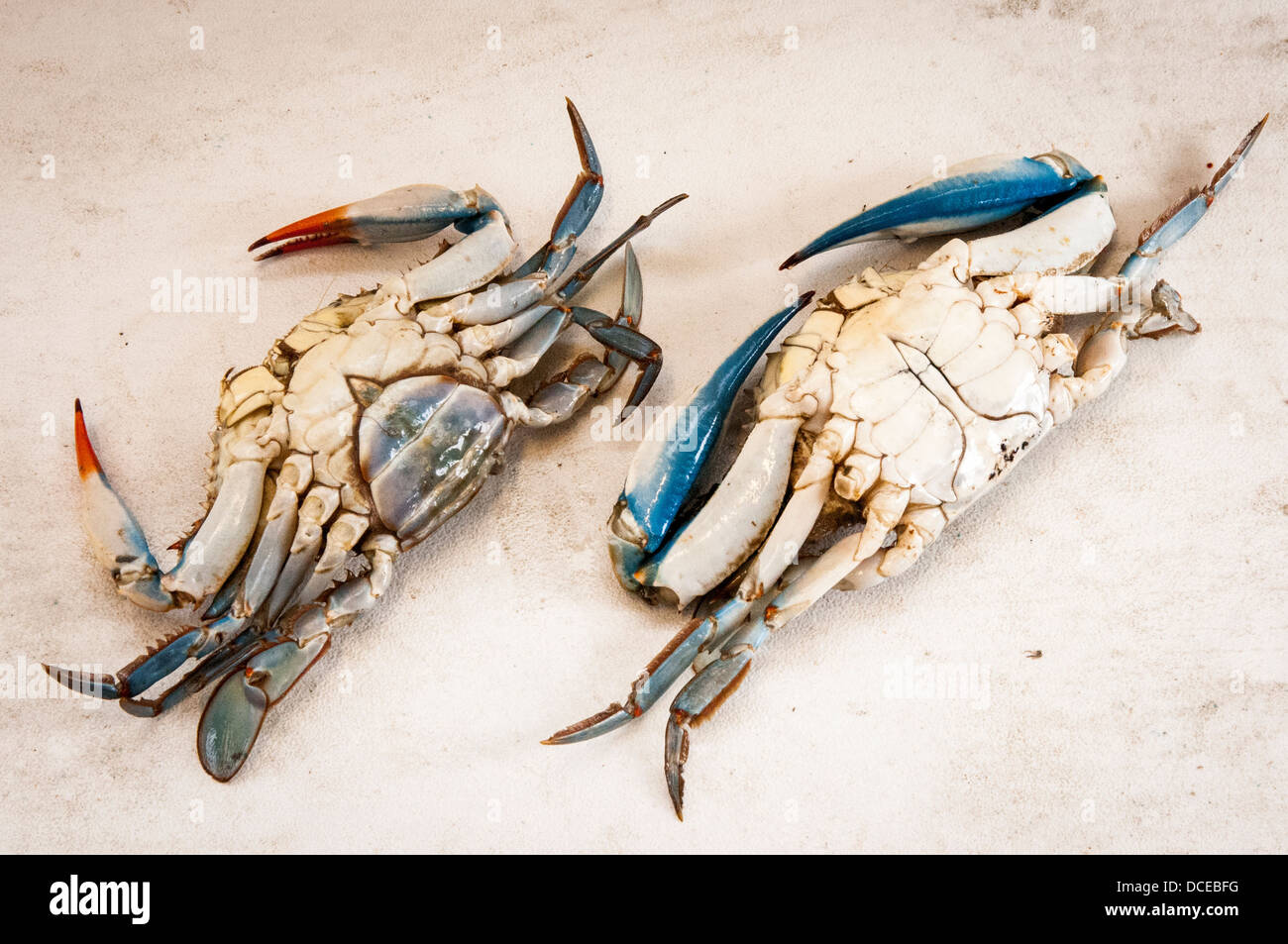 USA, Louisiana, Atchafalaya Basin, Houma Terrabonne Parish), L & A Seafood, female and male blue crab. Stock Photo