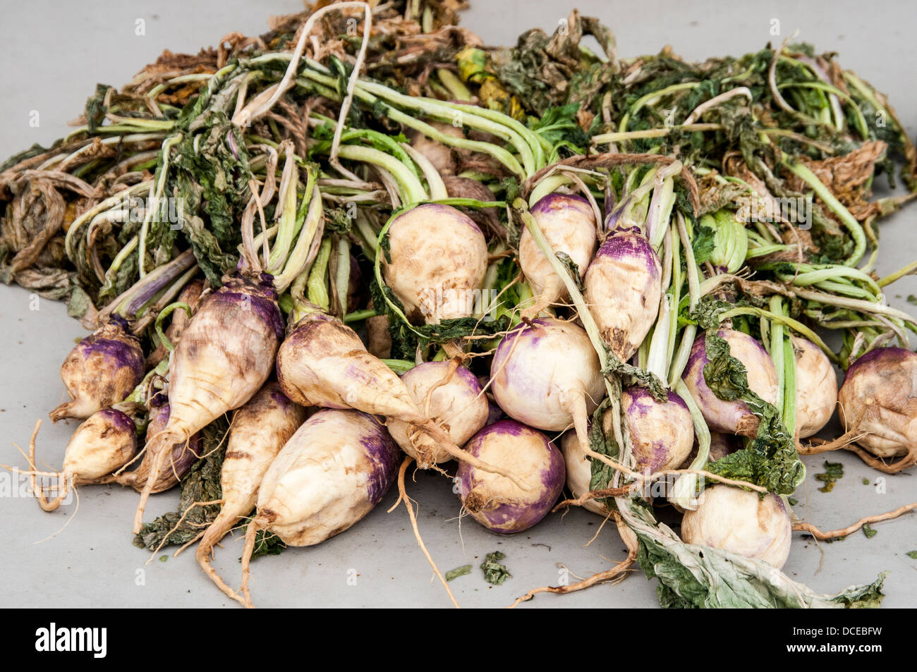 USA, Louisiana, Atchafalaya Basin, Houma (Terrabonne Parish), L & A Seafood with locally-produced turnips (MR & PR). Stock Photo
