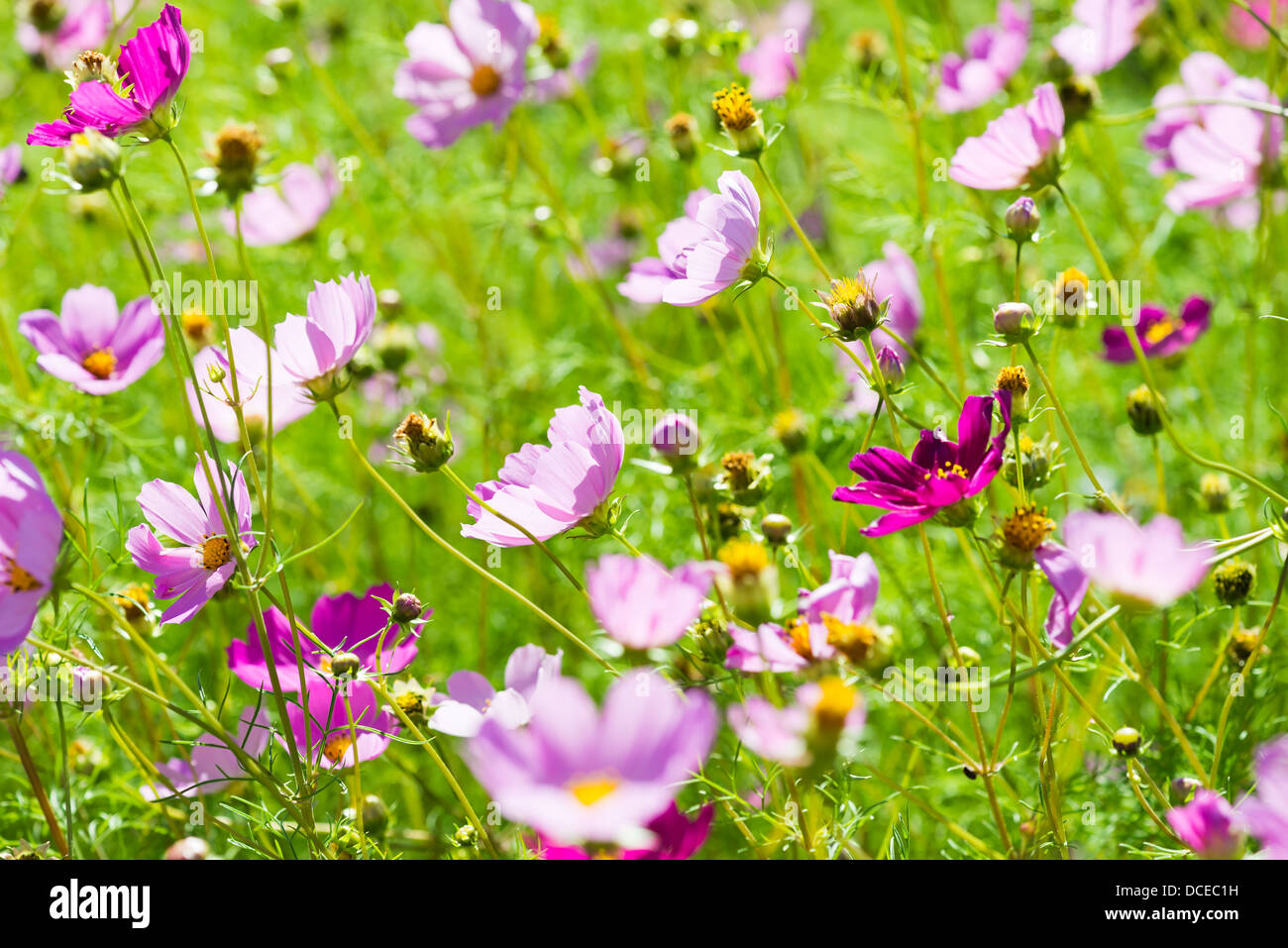 Pink cosmos flower farm hi-res stock photography and images - Alamy